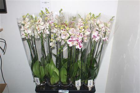 Горшечные цветы и растения оптом Phal An Marrakesh 3 Branches 21+ от 10шт из Голландии с доставкой по России