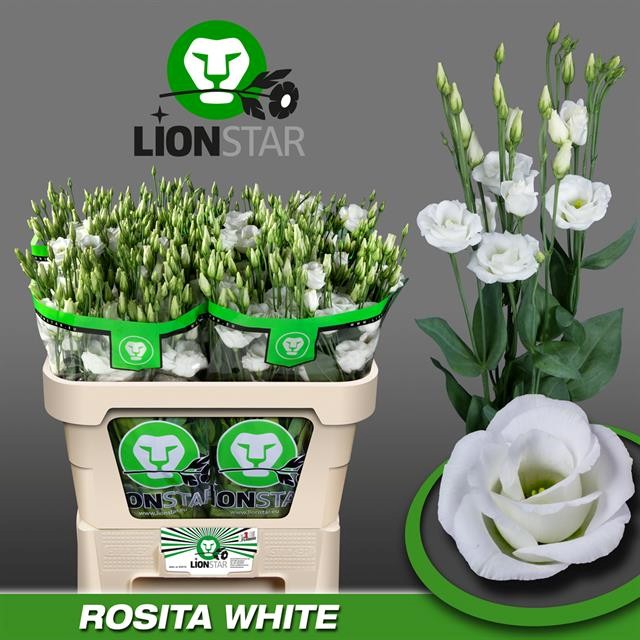 Срезанные цветы оптом Lisianthus do rosita white от 40шт.... из Голландии с доставкой по России