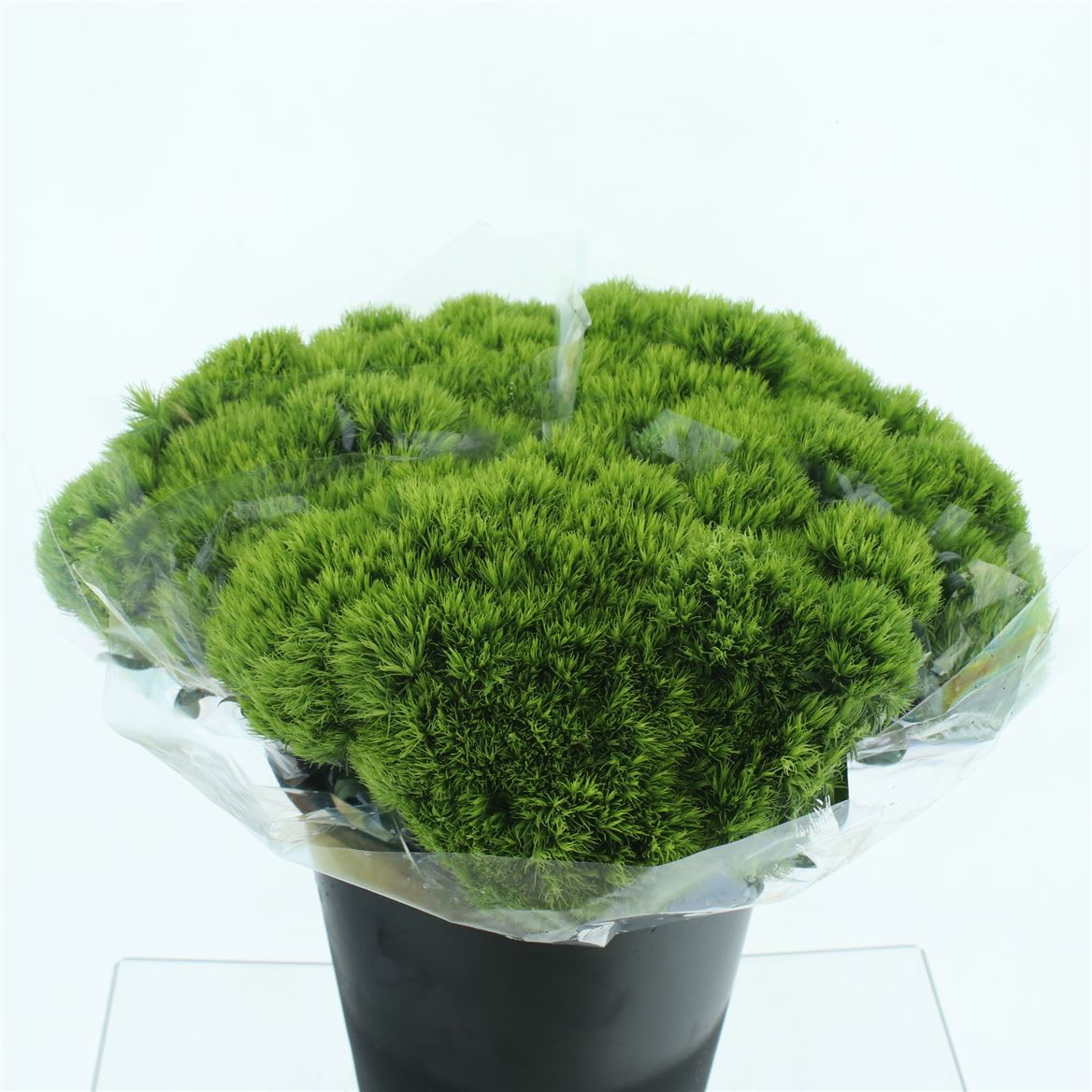 Срезанные цветы оптом Dianthus br green wicky от 90шт из Голландии с доставкой по России
