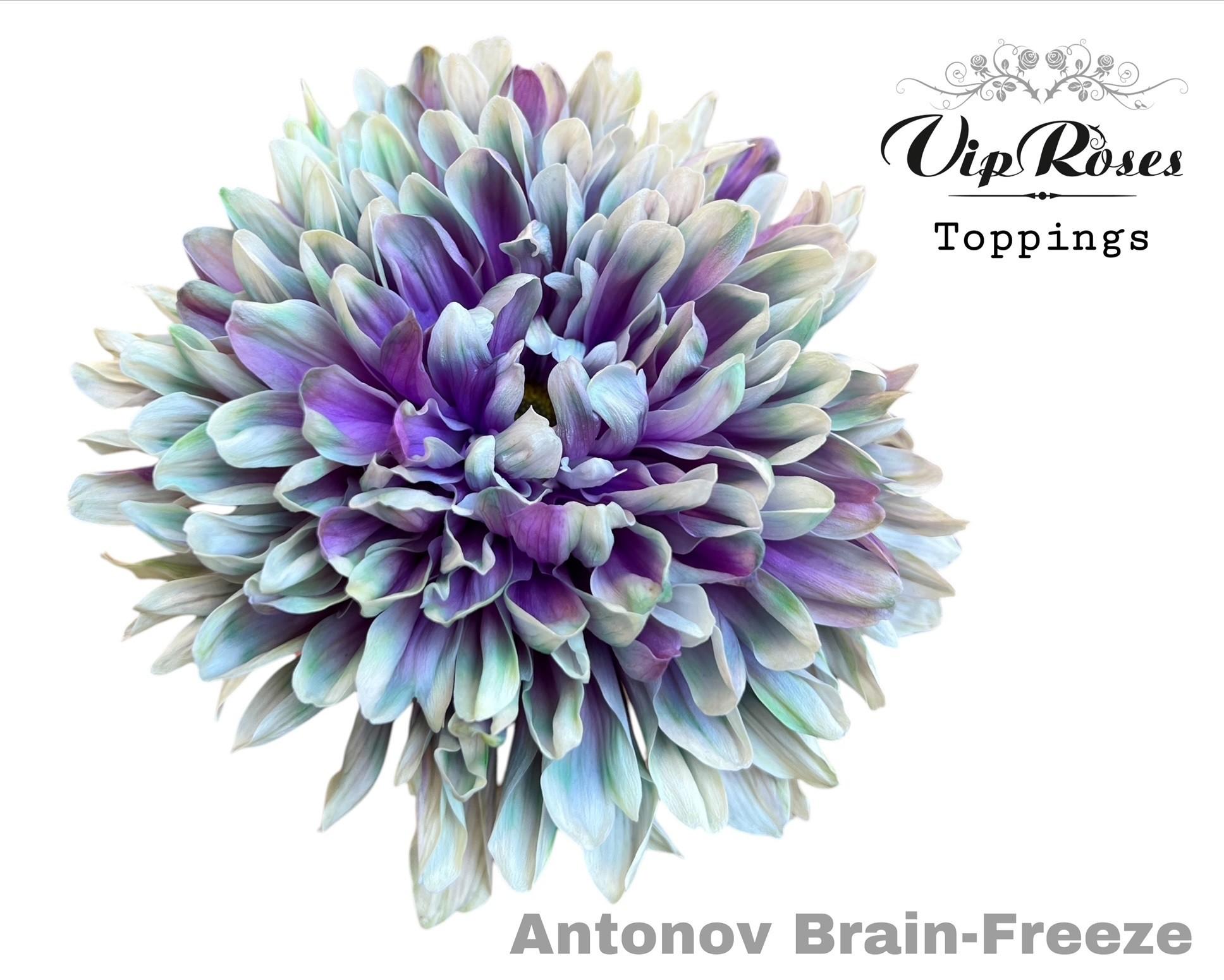 Срезанные цветы оптом Chrys bl paint antonov brain freeze от 20шт из Голландии с доставкой по России