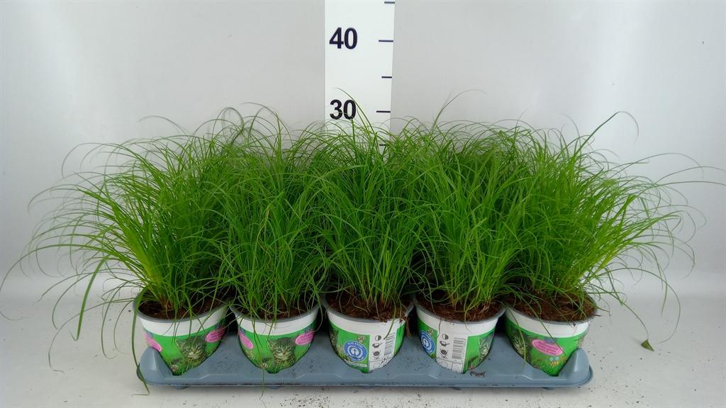 Горшечные цветы и растения оптом Cyperus Alternifolius zumula от 10шт из Голландии с доставкой по России