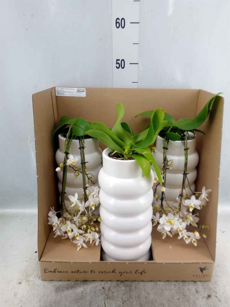 Горшечные цветы и растения оптом Phalaenopsis Multi.   ...white от 3шт из Голландии с доставкой по России