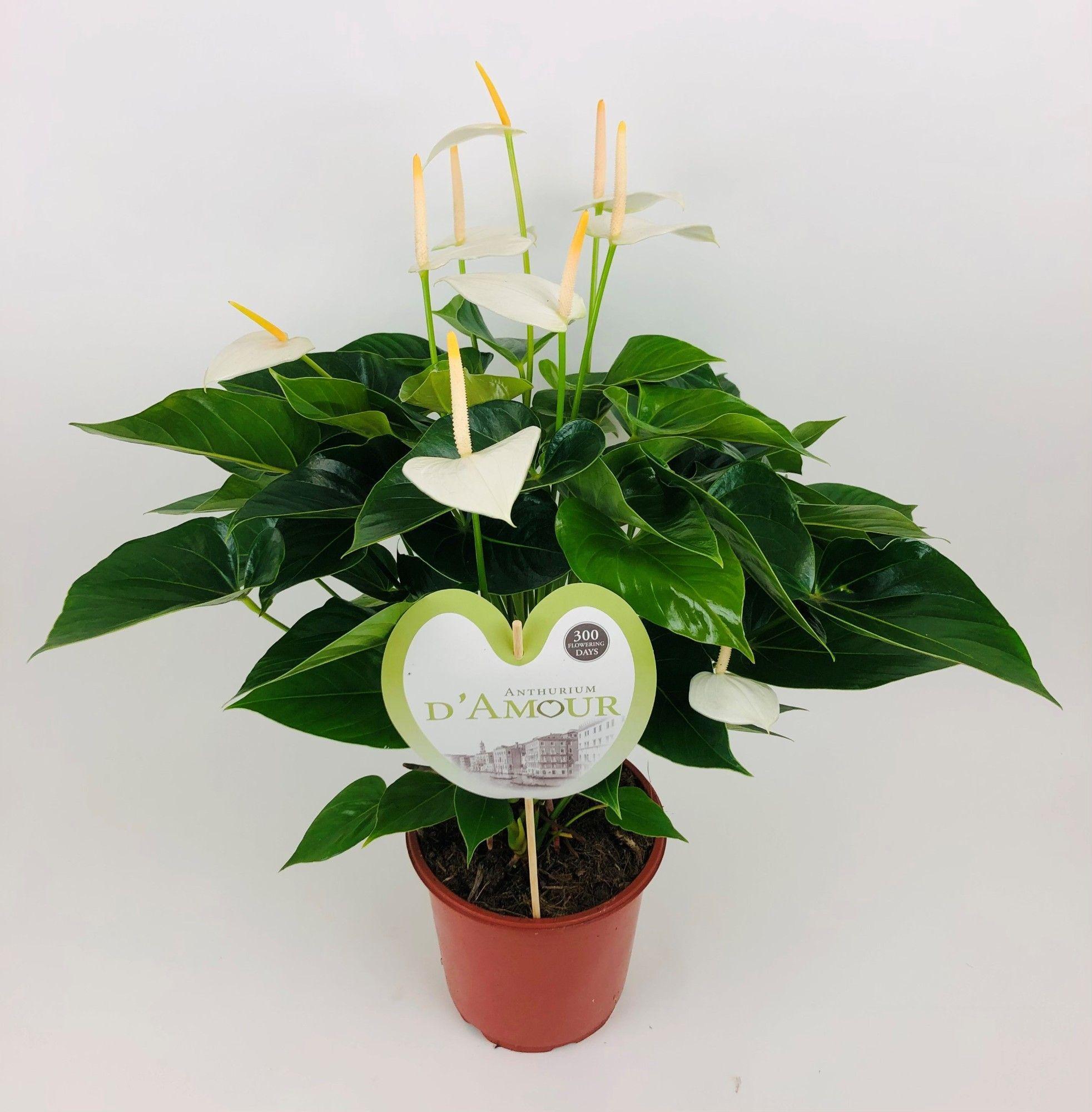 Горшечные цветы и растения оптом Anthurium White Love от 1шт из Голландии с доставкой по России