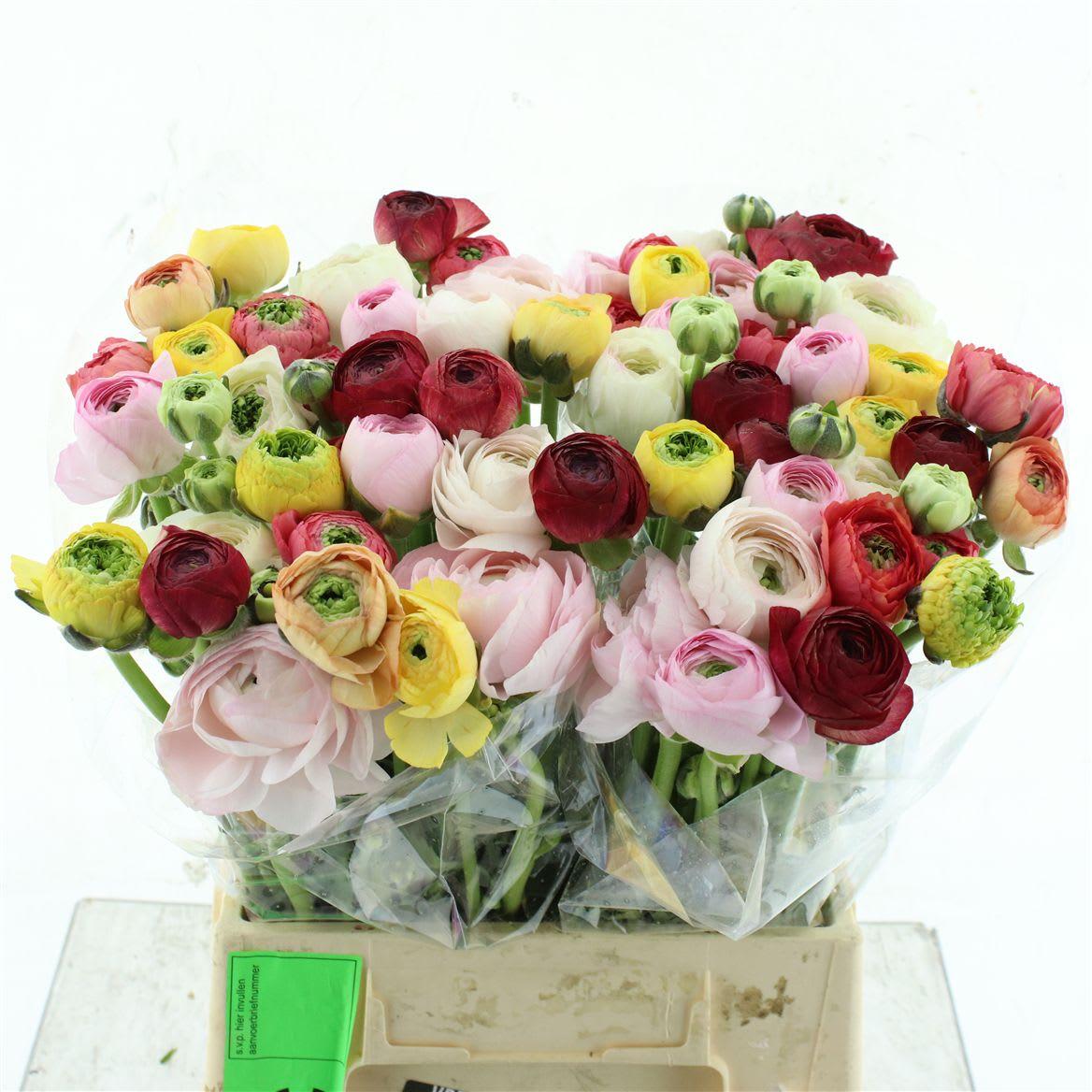 Срезанные цветы оптом Ranunculus mix in bucket от 60шт из Голландии с доставкой по России