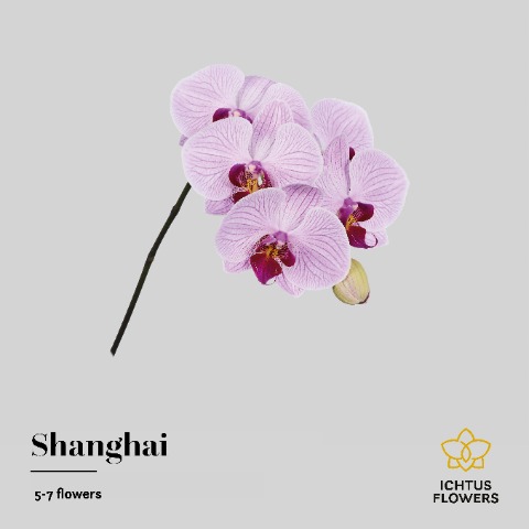 Срезанные цветы оптом Phalaenopsis shanghai (per stem) от 15шт из Голландии с доставкой по России