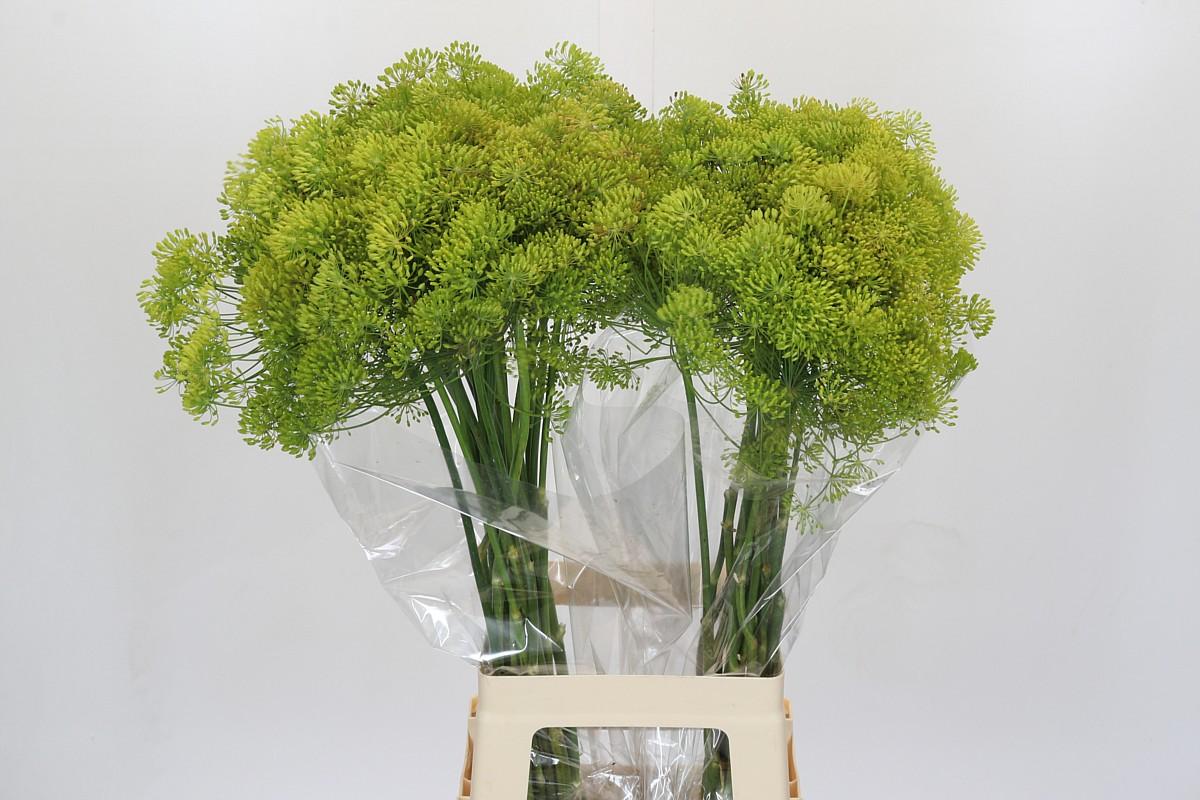 Срезанные цветы оптом Anethum green от 40шт из Голландии с доставкой по России