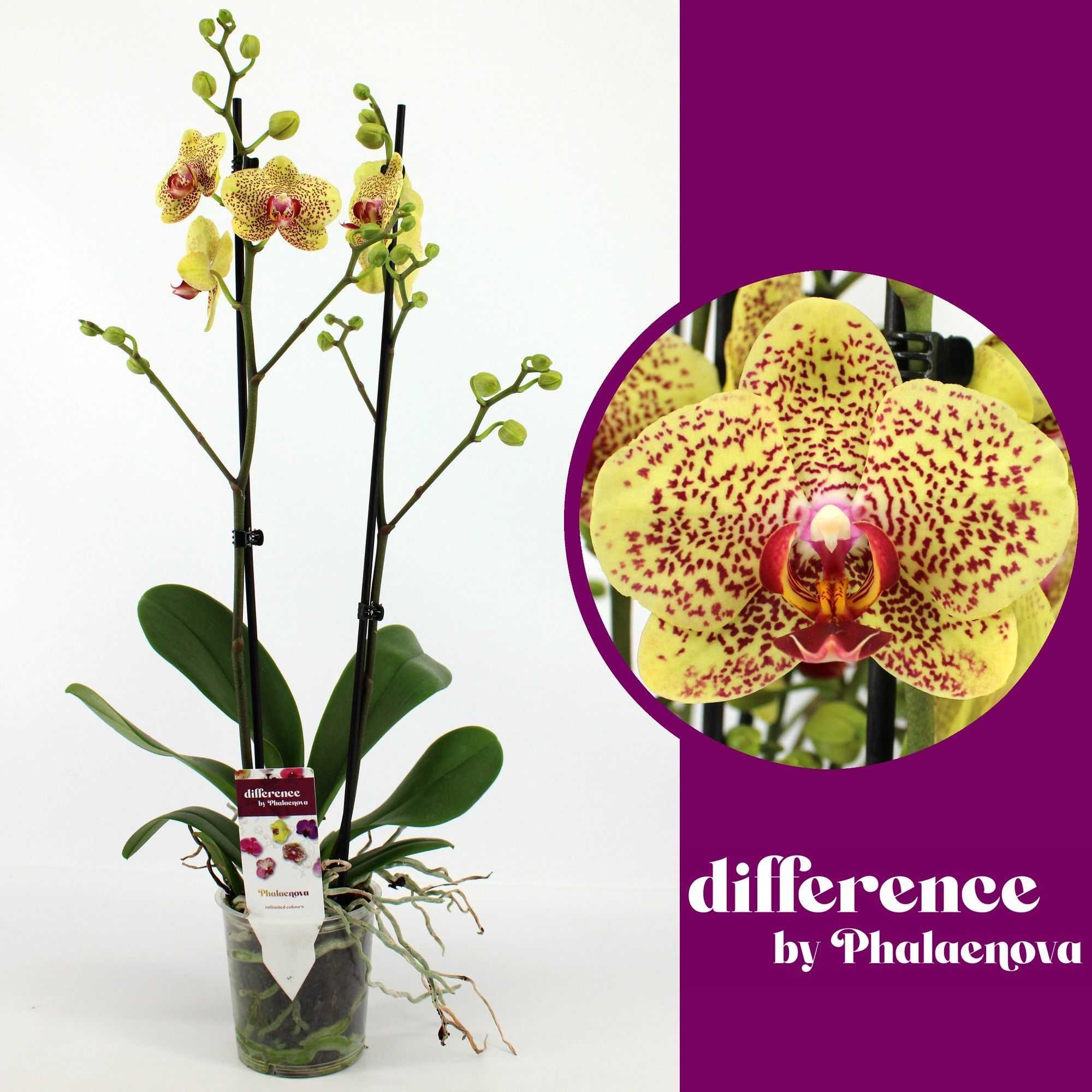 Горшечные цветы и растения оптом Phal 2st Fancy Freckles 16+ (phalaenova) от 10шт из Голландии с доставкой по России