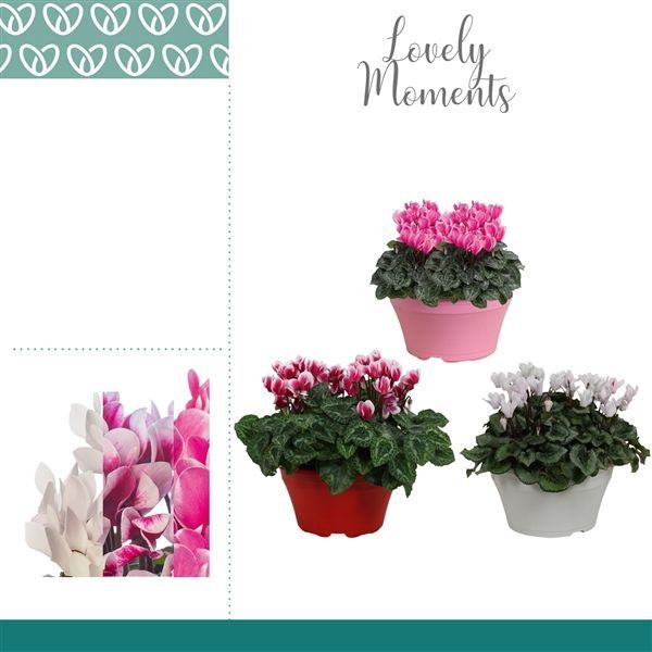 Горшечные цветы и растения оптом Cyclamen Lovely Moments Mix Bowl Ariel от 1шт из Голландии с доставкой по России