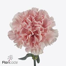 Срезанные цветы оптом Dianthus st pastel crimea от 80шт из Голландии с доставкой по России