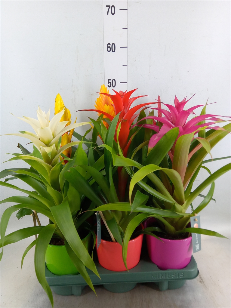 Горшечные цветы и растения оптом Bromelia   ...mix от 6шт из Голландии с доставкой по России