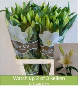 Срезанные цветы оптом Lilium lo watch up от 50шт из Голландии с доставкой по России