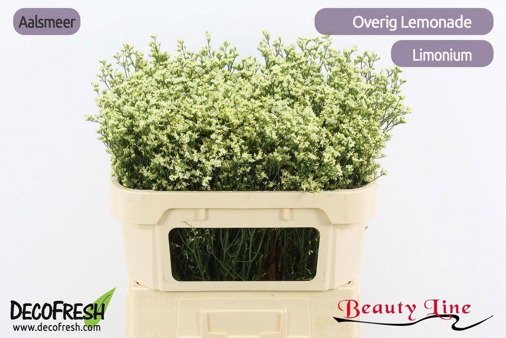 Срезанные цветы оптом Limonium sensy lemonade от 100шт из Голландии с доставкой по России