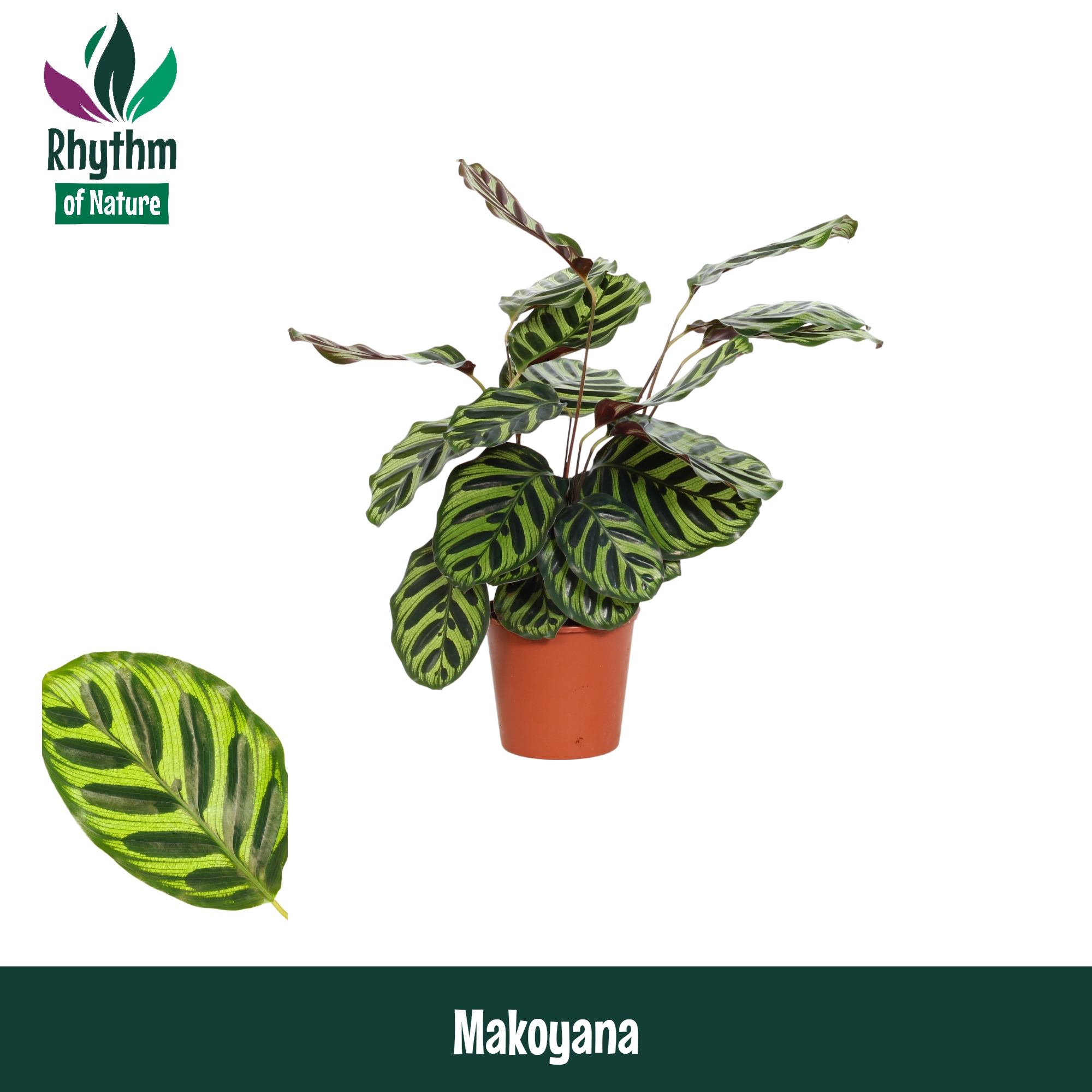Горшечные цветы и растения оптом Calathea Makoyana от 8шт из Голландии с доставкой по России