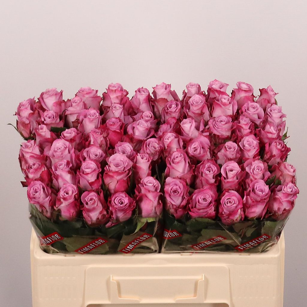 Срезанные цветы оптом Rosa large maritim от 60шт из Голландии с доставкой по России