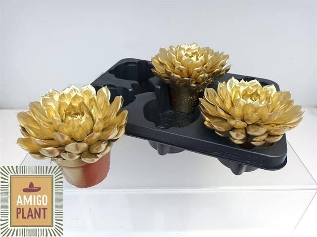 Горшечные цветы и растения оптом Echev Summer от 3шт из Голландии с доставкой по России