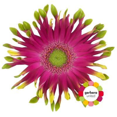 Срезанные цветы оптом Germini pastini milazzo от 25шт из Голландии с доставкой по России