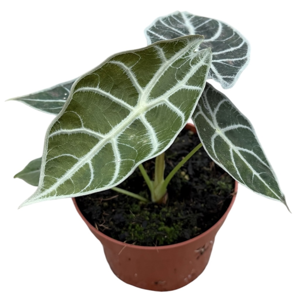 Горшечные цветы и растения оптом Alocasia Watsoniana Lightning от 1шт (для телеги) из Голландии с доставкой по России