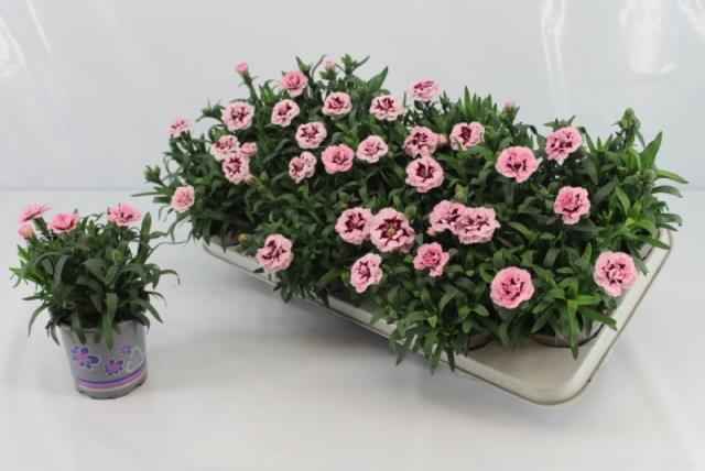 Горшечные цветы и растения оптом Dian Osc Purple Star от 12шт из Голландии с доставкой по России