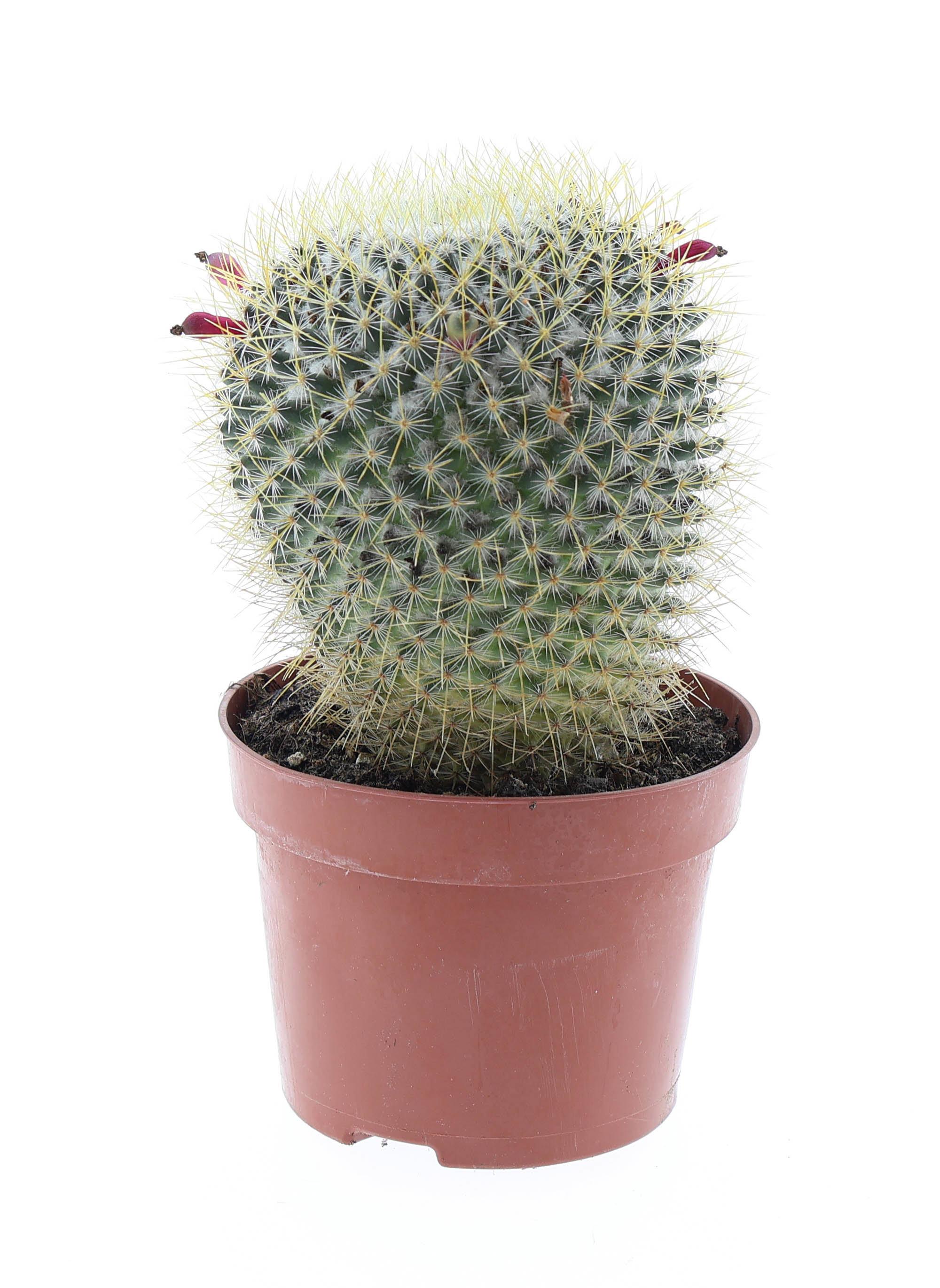 Горшечные цветы и растения оптом Mammillaria Pringley Geel E от 6шт из Голландии с доставкой по России