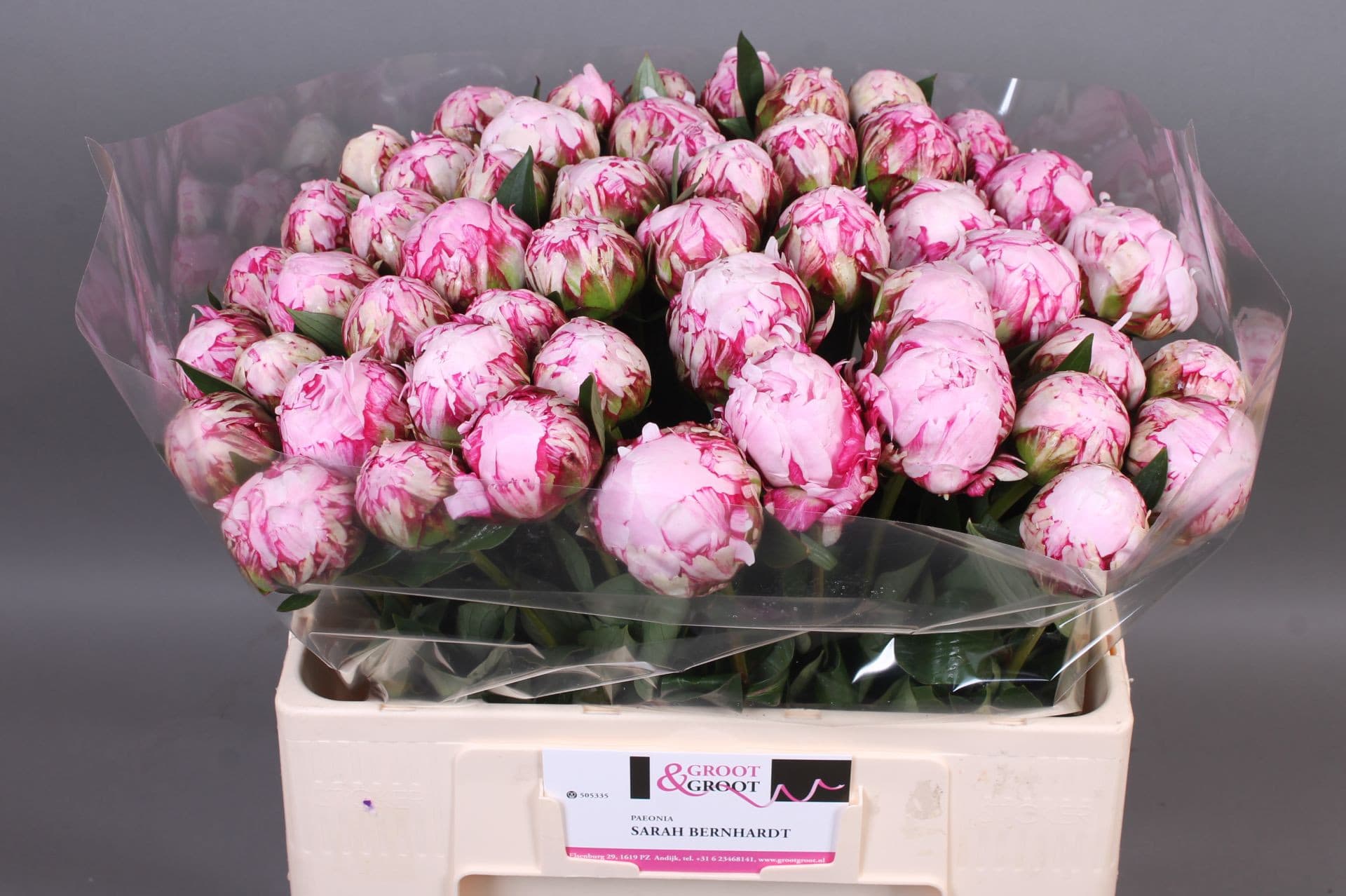 Срезанные цветы оптом Paeonia sarah bernhardt от 50шт из Голландии с доставкой по России