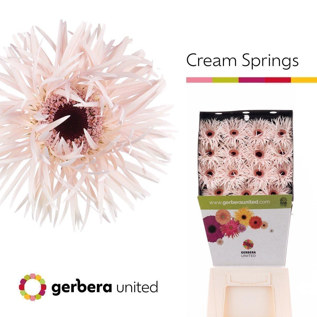 Срезанные цветы оптом Gerbera diamond cream springs от 15шт из Голландии с доставкой по России