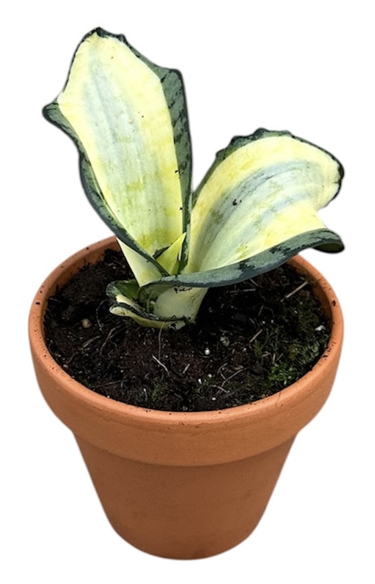 Горшечные цветы и растения оптом Sansevieria Wendy Yellow от 1шт (для телеги) из Голландии с доставкой по России