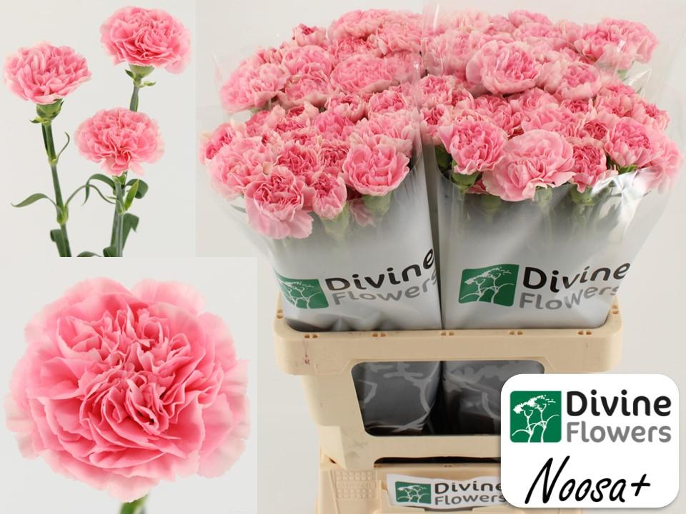 Срезанные цветы оптом Dianthus st noosa+ от 80шт из Голландии с доставкой по России