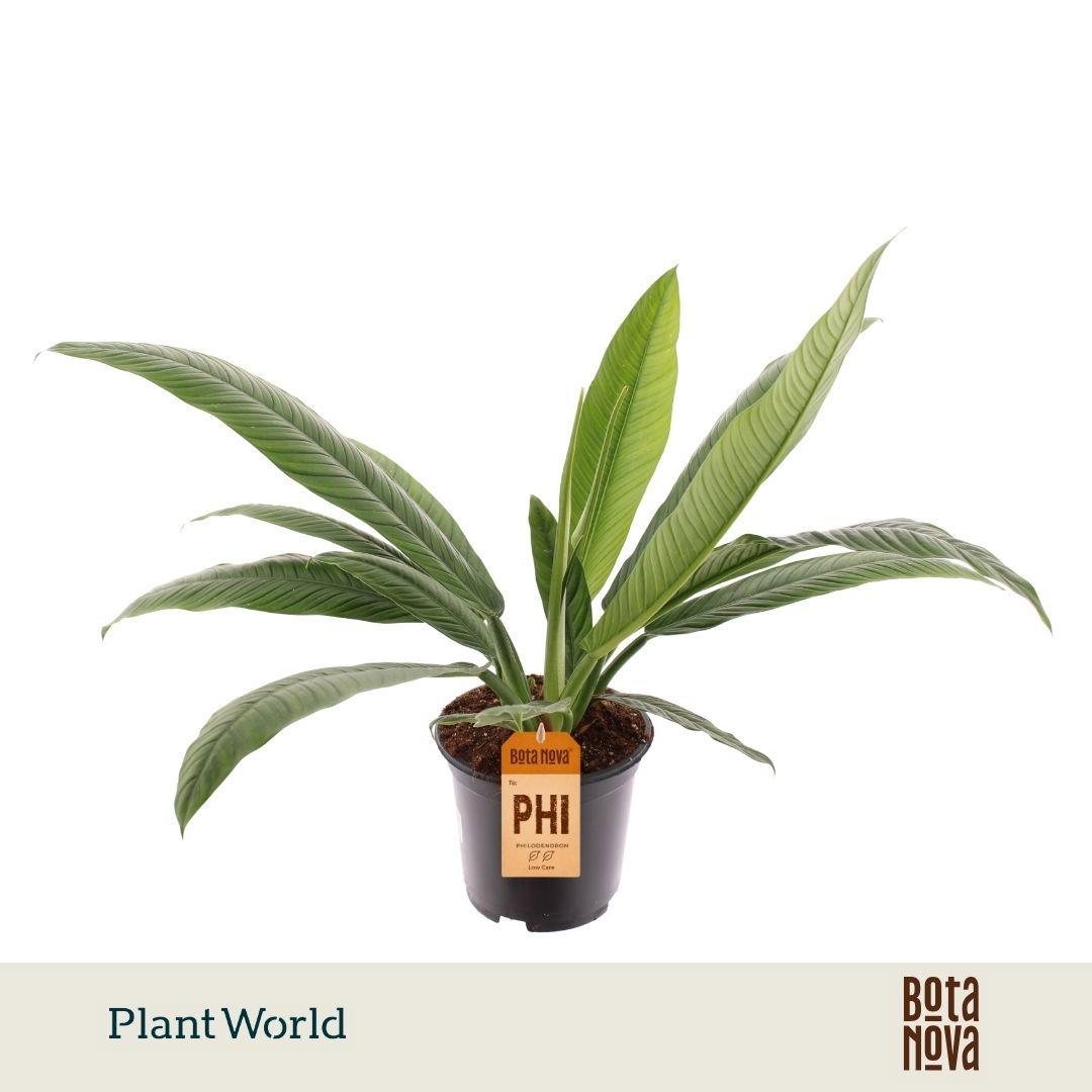 Горшечные цветы и растения оптом Philodendron Campiii от 5шт из Голландии с доставкой по России
