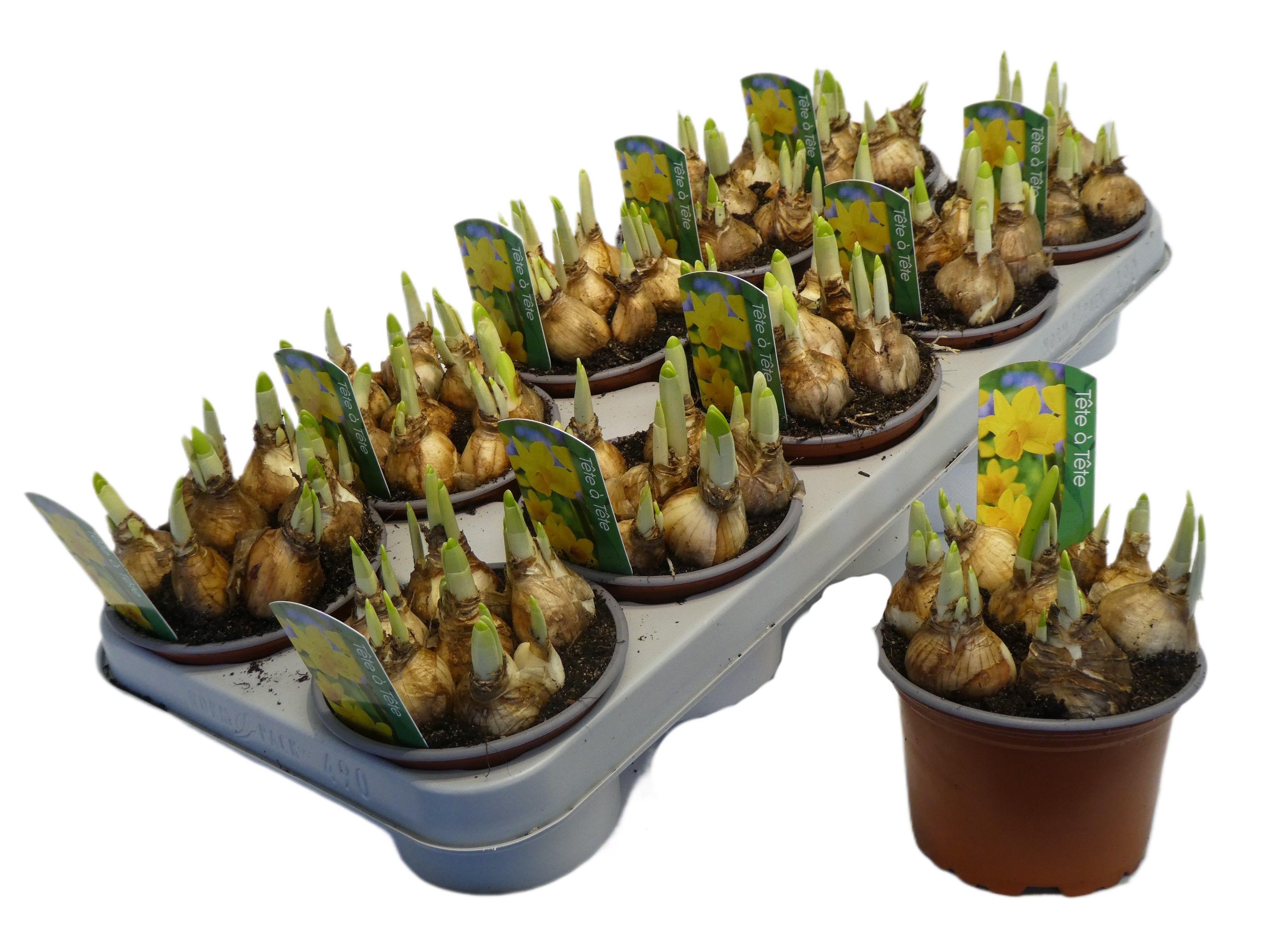 Горшечные цветы и растения оптом Narcissus Tete-a-tete от 10шт из Голландии с доставкой по России