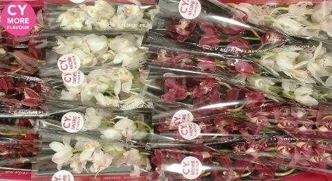 Срезанные цветы оптом Minicymbidium mix love от 20шт из Голландии с доставкой по России