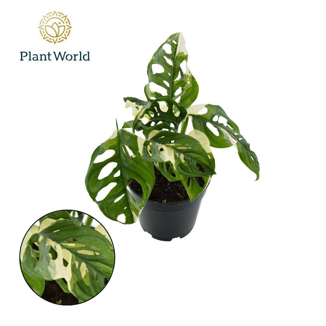 Горшечные цветы и растения оптом Monstera Obiqua Monkey Variegated от 6шт из Голландии с доставкой по России
