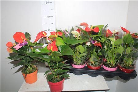 Горшечные цветы и растения оптом Anthu An Gem 4+in Deco Pot от 10шт из Голландии с доставкой по России