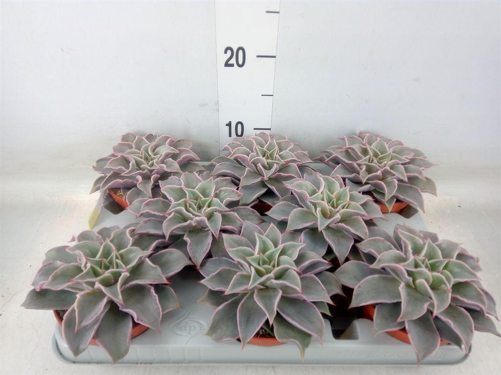 Горшечные цветы и растения оптом Echeveria   ... от 8шт из Голландии с доставкой по России