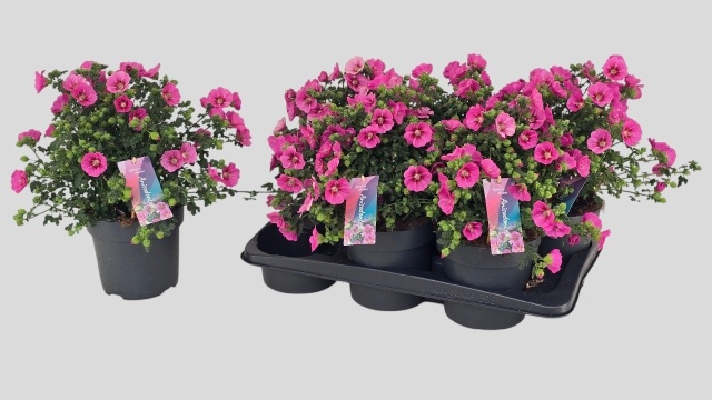 Горшечные цветы и растения оптом Anis Cap El Princess от 6шт из Голландии с доставкой по России