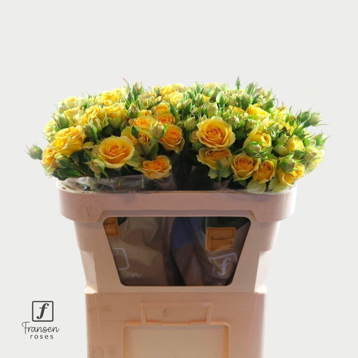 Срезанные цветы оптом Rosa spray bandolero от 40шт из Голландии с доставкой по России