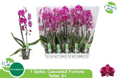 Горшечные цветы и растения оптом Phal El Cascade Fortune Teller 1 Branche 6+ от 10шт из Голландии с доставкой по России