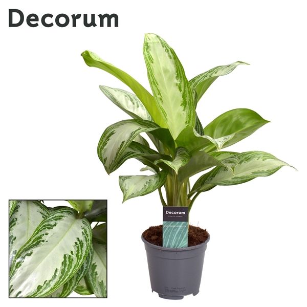 Горшечные цветы и растения оптом Aglaonema Golden Bay (decorum) от 7шт из Голландии с доставкой по России