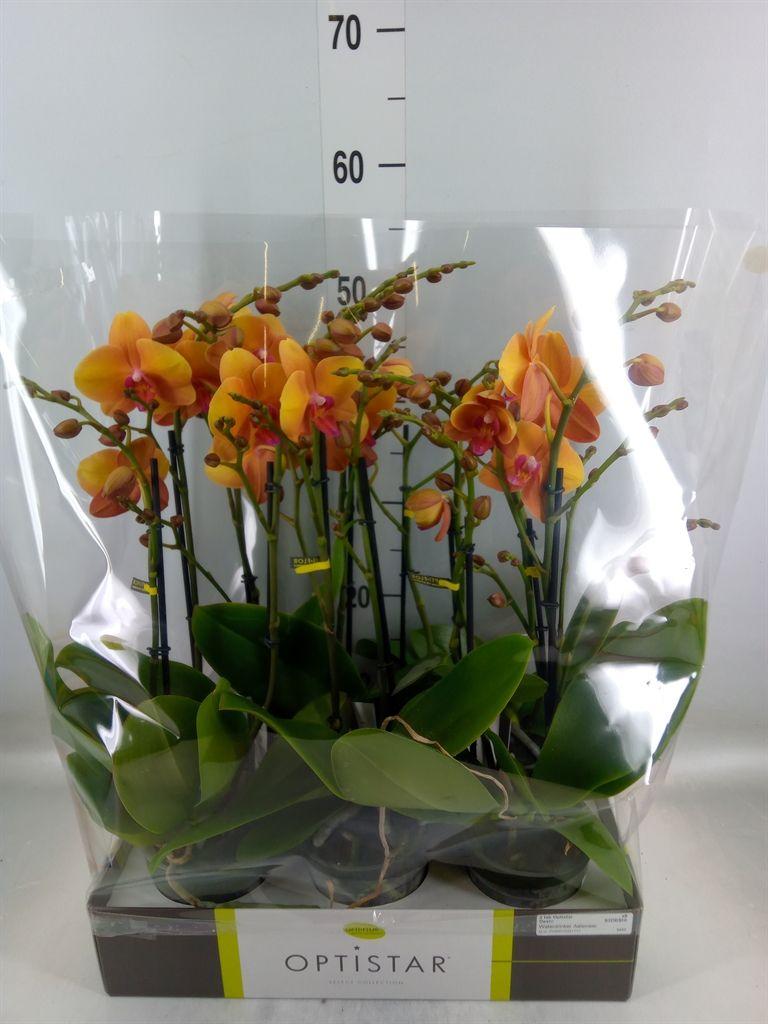Горшечные цветы и растения оптом Phalaenopsis   ...orange от 6шт из Голландии с доставкой по России