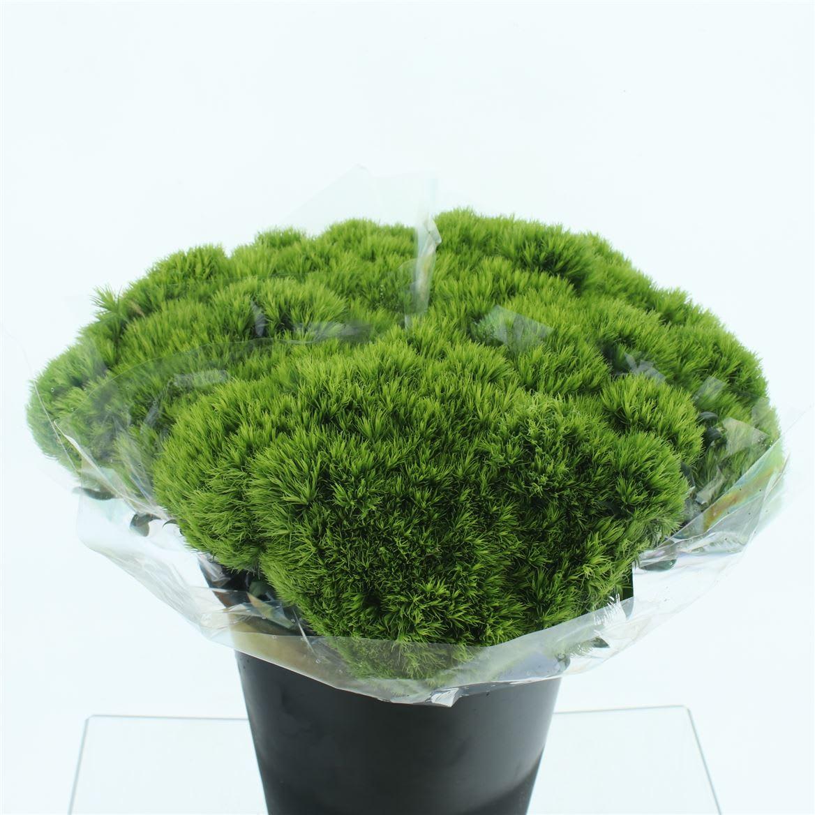 Срезанные цветы оптом Dianthus br green wicky от 90шт из Голландии с доставкой по России
