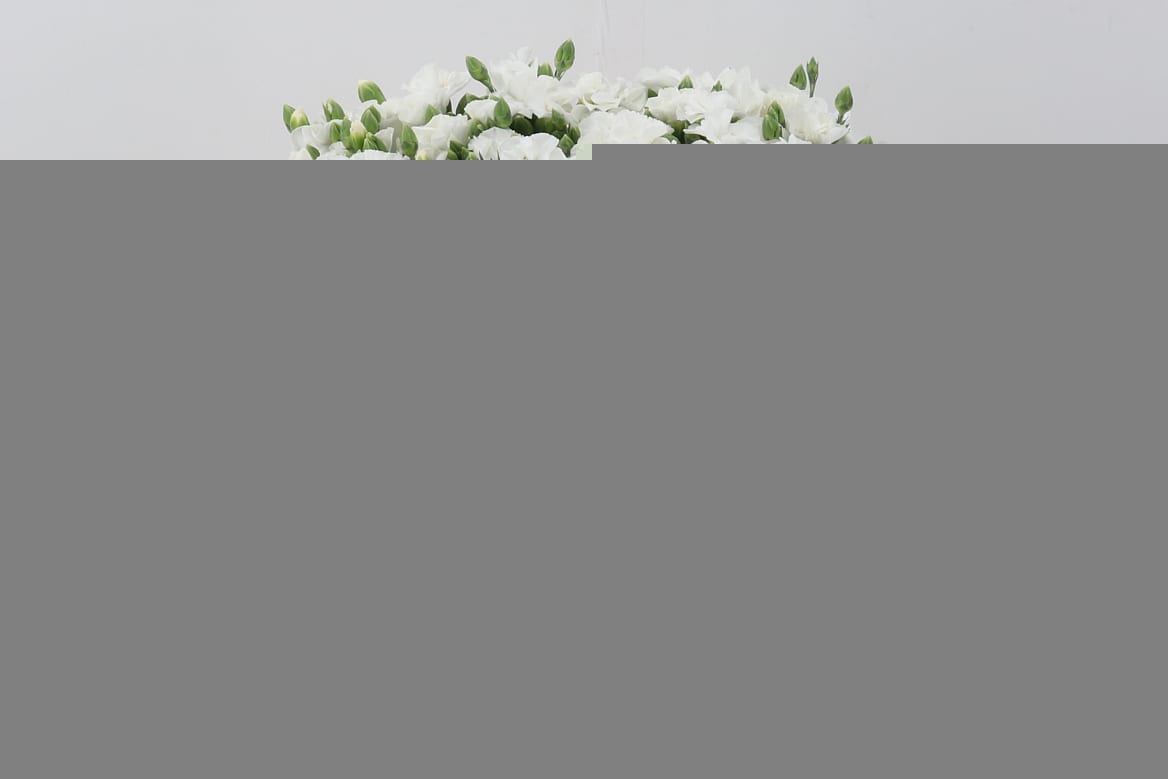 Срезанные цветы оптом Dianthus sp solomio ard от 100шт из Голландии с доставкой по России