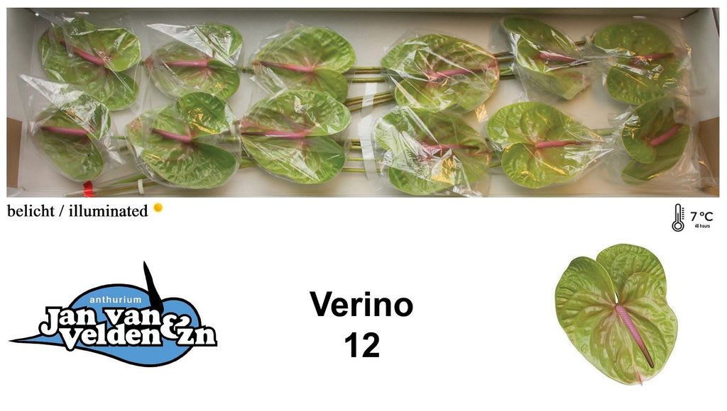 Срезанные цветы оптом Anthurium verino от 12шт из Голландии с доставкой по России
