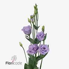 Срезанные цветы оптом Lisianthus do rosita lavender от 40шт из Голландии с доставкой по России