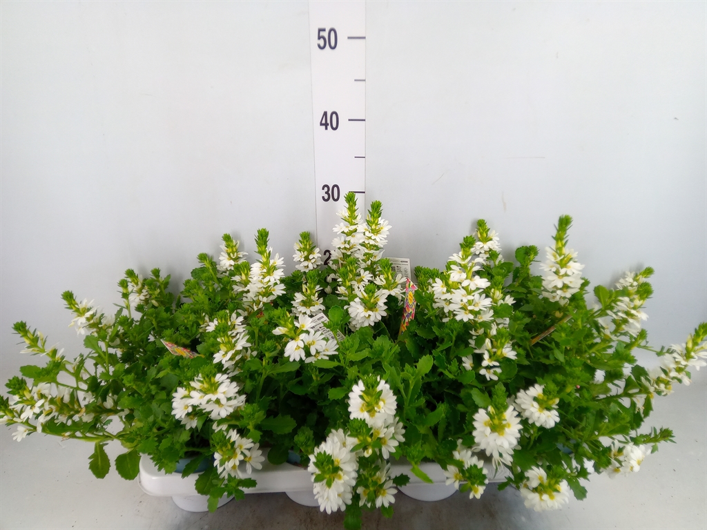 Горшечные цветы и растения оптом Scaevola Aemula   ... от 8шт из Голландии с доставкой по России
