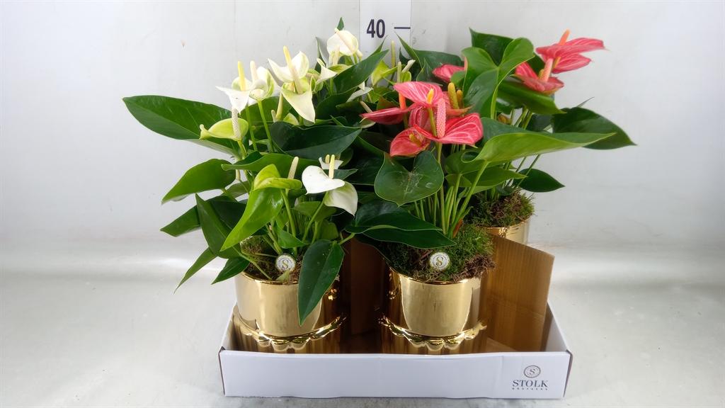 Горшечные цветы и растения оптом Anthurium Andr.   ...mix  3 от 4шт из Голландии с доставкой по России