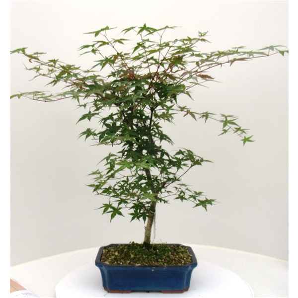 Горшечные цветы и растения оптом Bonsai Acer Palmatum Deshojo, 25 Cm. от 2шт из Голландии с доставкой по России