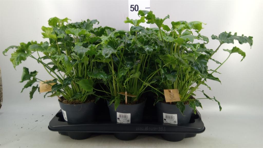 Горшечные цветы и растения оптом Philodendron ... A от 6шт из Голландии с доставкой по России