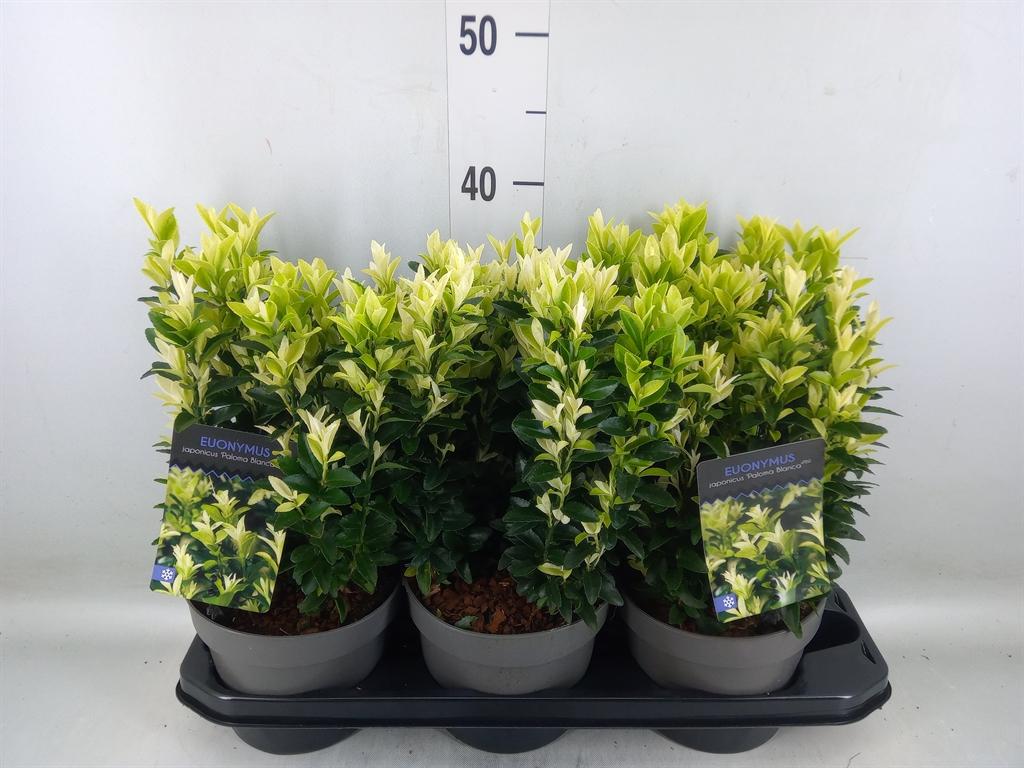 Горшечные цветы и растения оптом Euonymus Japon.   ... от 3шт из Голландии с доставкой по России