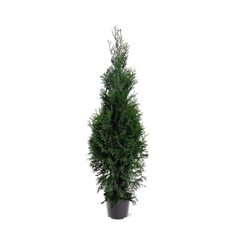 Горшечные цветы и растения оптом Thuja Occ King Of Brabant от 1шт из Голландии с доставкой по России