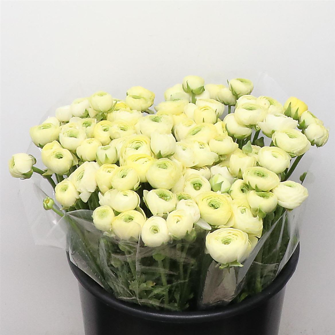 Срезанные цветы оптом Ranunculus elegance cream от 100шт из Голландии с доставкой по России