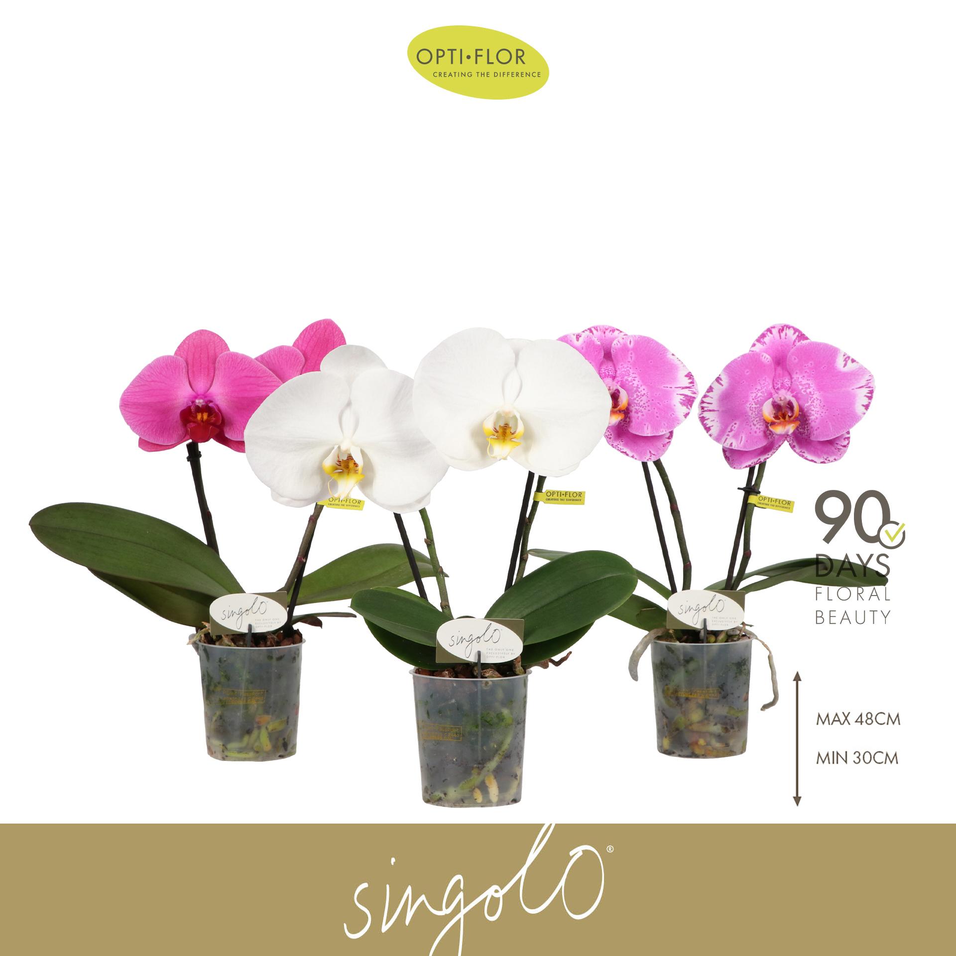 Горшечные цветы и растения оптом Phal 2st Singolo Mix (opti) от 4шт (для телеги) из Голландии с доставкой по России